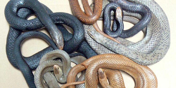 പാമ്പുകളുടെ പെരുപ്പത്തിൽ ക്വീൻസ്ലാൻഡുകാർക്ക് ജാഗ്രതാ മുന്നറിയിപ്പ്.