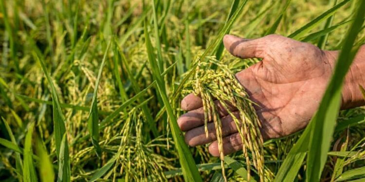 കാലാവസ്ഥാ-വ്യതിയാനം;-ഇഷ്ടപ്പെട്ട-ഭക്ഷണവും-അപ്രത്യക്ഷമായേക്കാമെന്ന്-റിപ്പോര്‍ട്ട്‌