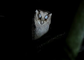 അരിപ്പ-ട്രക്കിങ്ങിന്‌-പോകാം,-കെഎസ്ആർടിസി-ബസിൽ