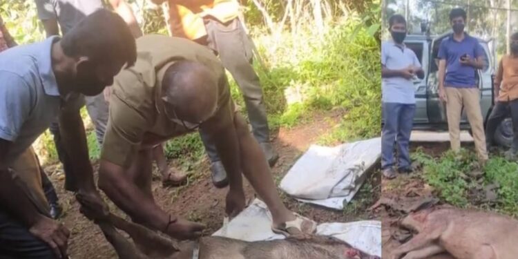 കാട്ടുപന്നിയെ-എല്ലാവർക്കും-കൊല്ലാനുള്ള-അവകാശം-നൽകണം;-കേന്ദ്രത്തെ-സമീപിച്ച്-സംസ്ഥാന-സർക്കാർ