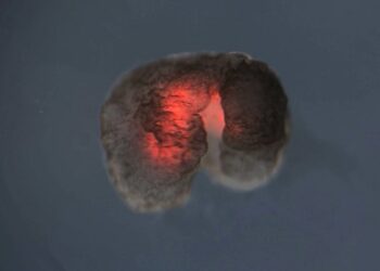 ലോകത്തെ-ആദ്യ-‘ജീവനുള്ള-റോബോട്ടിന്’-ഇപ്പോള്‍-പ്രത്യുല്‍പാദനം-നടത്താനാകും:-ഗവേഷകര്‍