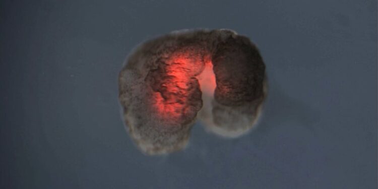 ലോകത്തെ-ആദ്യ-‘ജീവനുള്ള-റോബോട്ടിന്’-ഇപ്പോള്‍-പ്രത്യുല്‍പാദനം-നടത്താനാകും:-ഗവേഷകര്‍