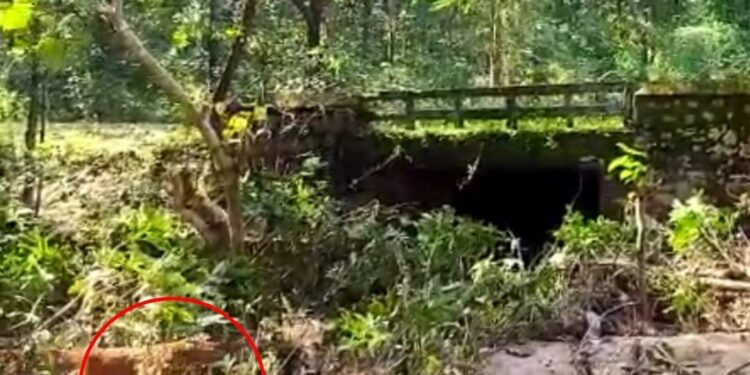 പാലത്തിന്റെ-അപകടാവസ്ഥ-ചിത്രീകരിക്കുന്നതിനിടെ-മാധ്യമപ്രവര്‍ത്തകന്റെ-മുന്നിലേക്ക്-പുലി-ചാടി