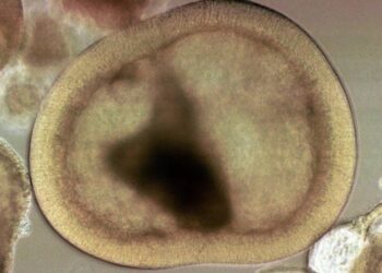 ശരീരത്തിലെ-പരിക്ക്-ഭേദമാക്കും:-കോശ-പുനരുജ്ജീവന-ഗവേഷണ-പദ്ധതി-നയിക്കാന്‍-എം.ജി-സര്‍വകലാശാല