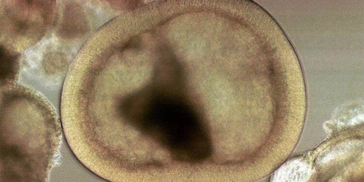 ശരീരത്തിലെ-പരിക്ക്-ഭേദമാക്കും:-കോശ-പുനരുജ്ജീവന-ഗവേഷണ-പദ്ധതി-നയിക്കാന്‍-എം.ജി-സര്‍വകലാശാല