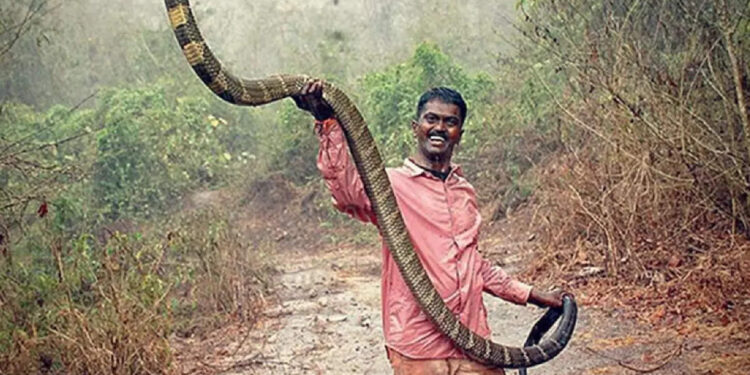 ലോകത്തിലെ-ഏറ്റവും-വലിയ-പാമ്പുകൾ-ഏതൊക്കെ?-ഒന്നാമൻ-ആനകൊണ്ട-തന്നെ