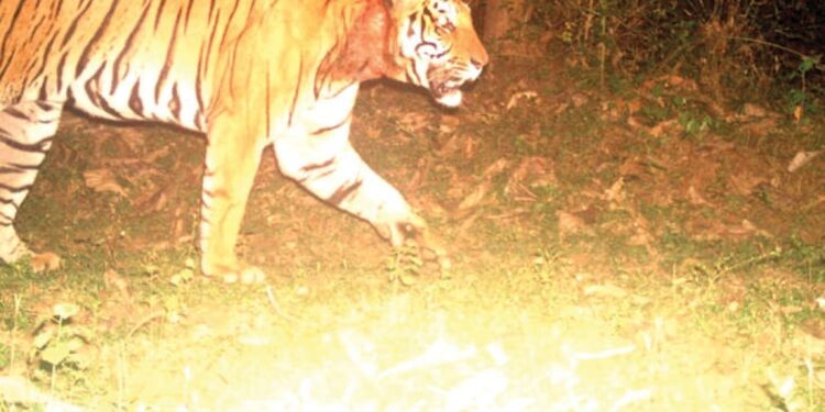 വയനാടിനെ-വിറപ്പിച്ച-കടുവയെ-കണ്ടെത്തി,-ഉടൻ-പിടിയിലാകുമെന്ന്-ഡിഎഫ്ഒ