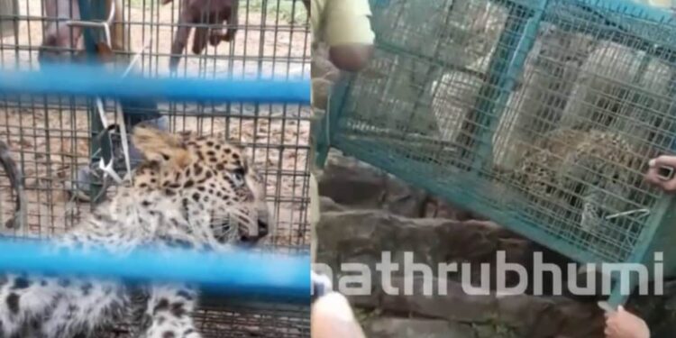 പത്തനംതിട്ടയിൽ-വീട്ടുപരിസരത്ത്-നിന്ന്-പുലിയെ-പിടികൂടി