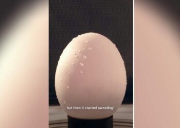 മൈക്രോവേവില്‍-വെച്ച്-മുട്ട-ചൂടാക്കിയാല്‍-എന്ത്-സംഭവിക്കും;-വൈറല്‍-വീഡിയോ