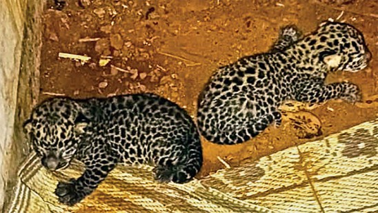 പുലിക്കുട്ടികൾ-സുരക്ഷിതർ-;-തള്ളപ്പുലി-ഒരുതവണ-ക്യാമറയ്ക്കുമുന്നിൽ