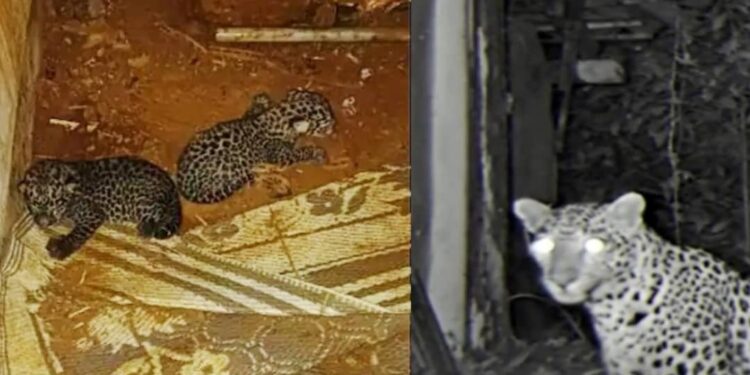 പാലക്കാട്ട്-പുലിക്കൂട്ടില്‍-വെച്ച-പുലിക്കുഞ്ഞിനെ-തള്ളപ്പുലി-കൊണ്ടുപോയി