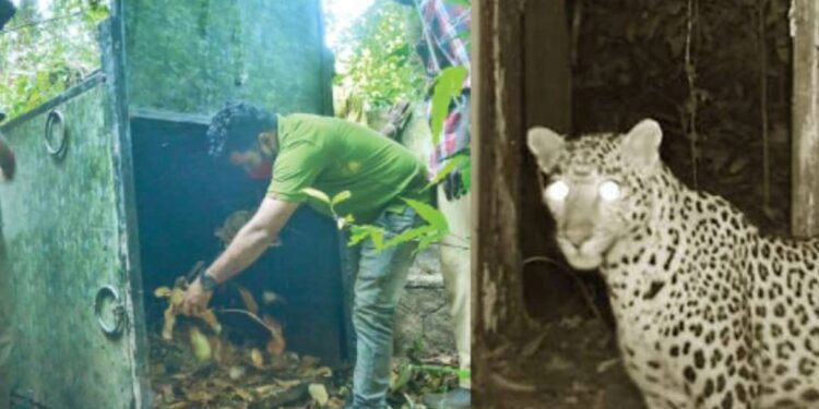 ലെവളാണ്-പുലി:-താനെ-അടയുന്ന-കൂട്ടില്‍നിന്ന്-കുട്ടിയെ-പൊക്കിയതെങ്ങനെ?;-തലപുകഞ്ഞ്-വനപാലകര്‍