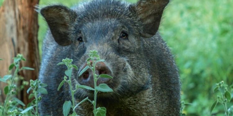 തൊണ്ടയാട്-ബൈപ്പാസില്‍-ബൈക്കില്‍-കാട്ടുപന്നി-ഇടിച്ച്-അപകടം:-ഒരാള്‍-മരിച്ചു