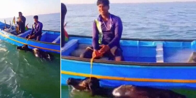 രാത്രി-നടുക്കടലില്‍-ഒരു-പോത്ത്;-നീണ്ട-പരിശ്രമത്തിനൊടുവില്‍-രക്ഷപ്പെടുത്തി-മത്സ്യതൊഴിലാളികള്‍