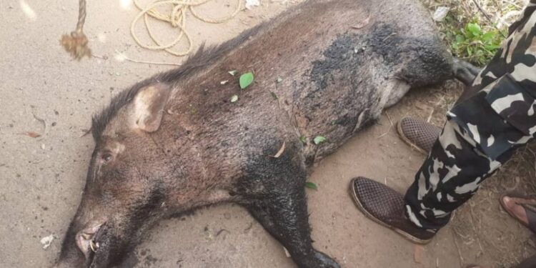 തൊണ്ടയാട്-ബൈപ്പാസില്‍-ഒരാളുടെ-മരണത്തിനിടയാക്കിയ-കാട്ടുപന്നിയെ-വെടിവെച്ച്-കൊന്നു