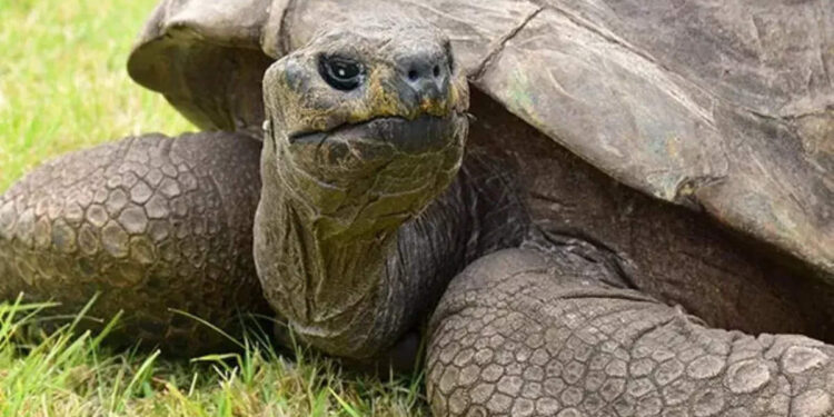 വയസ്സ്-190!-ഈ-പ്രായത്തിലും-ജോനാഥന്-എന്നാ-ഒരിതാ…