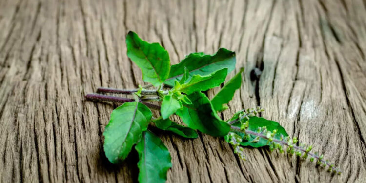 tulsi-:-അറിയാമോ-തുളസിയുടെ-ഈ-ഗുണങ്ങൾ?