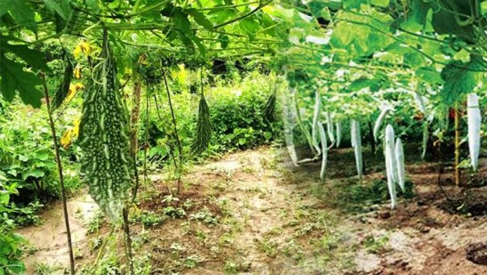 വരുന്നൂ,-500-ഏക്കറില്-മാതൃകാ-കൃഷിത്തോട്ടം-;-പദ്ധതി-നടപ്പാക്കുന്നത്-സഹകരണ-
സംഘങ്ങള്-മുഖേന