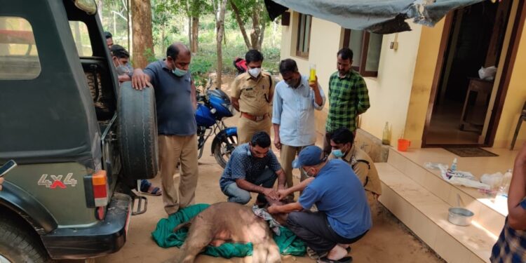 ചിമ്മിനി-കാട്ടില്‍-മൂന്ന്-ദിവസം-പ്രായമായ-ആനക്കുട്ടിയെ-അവശനിലയില്‍-കണ്ടെത്തി