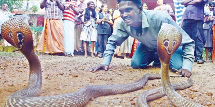 വാവ-സുരേഷിന്-മൂർഖന്റെ-കടിയേറ്റു;-നില-ഗുരുതരം|video