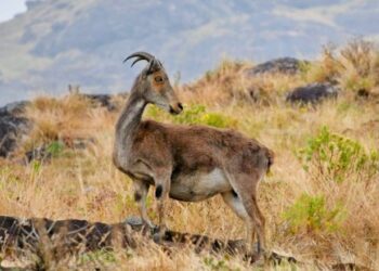 വരയാടുകളുടെ-പ്രജനനകാലം;-ഇരവികുളം-ദേശീയോദ്യാനം-മാർച്ച്-വരെ-അടക്കും