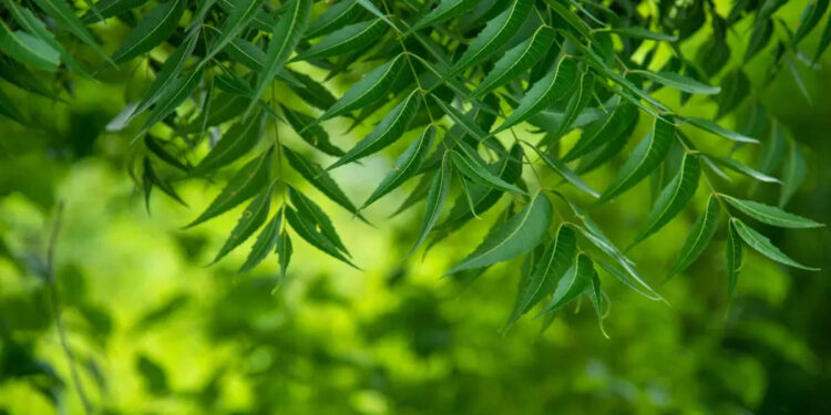 neem-leaves:-വേപ്പില-വെറുംവയറ്റിൽ-കഴിച്ചാൽ-പലതുണ്ട്-ഗുണങ്ങൾ
