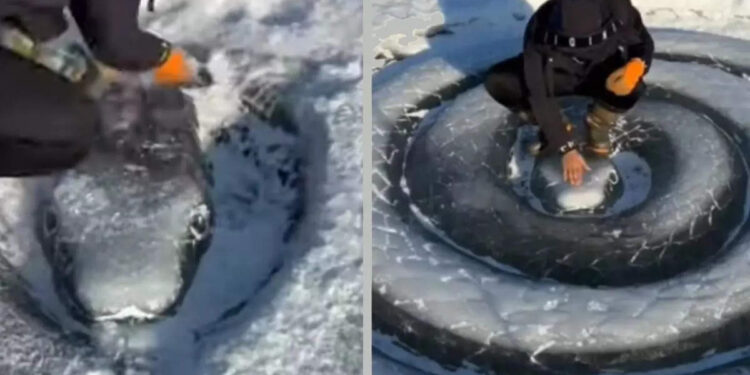 പാമ്പുകളെ-പേടിയാണോ?-ഈ-കക്ഷി-ഉപദ്രവിക്കില്ല,-തലയിൽ-കയറി-നിന്നാലും-കൂളാണ്‌