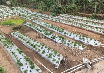 മൂന്നാറിൽ-വരൂ…-സ്‌ട്രോബറി- മധുരം-നുകരാം