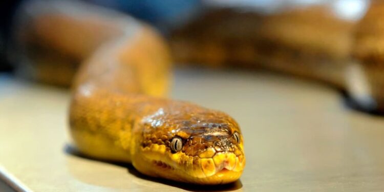 വിമാനത്തിനുള്ളില്‍-പാമ്പ്,-ഭയചകിതരായി-യാത്രക്കാര്‍;-അടിയന്തരമായി-നിലത്തിറക്കി-|-വൈറല്‍-വീഡിയോ