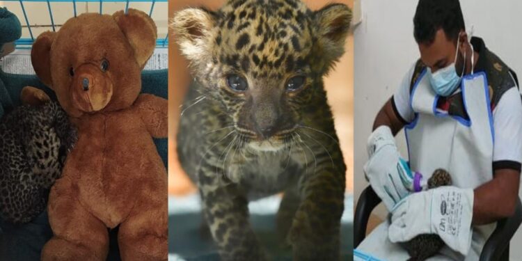 ആള്താമസമില്ലാത്ത-വീട്ടില്നിന്ന്-കണ്ടെത്തിയ-പുലിക്കുട്ടി-വളര്ന്നു;-സംരക്ഷണം-അനിശ്ചിതത്വത്തില്