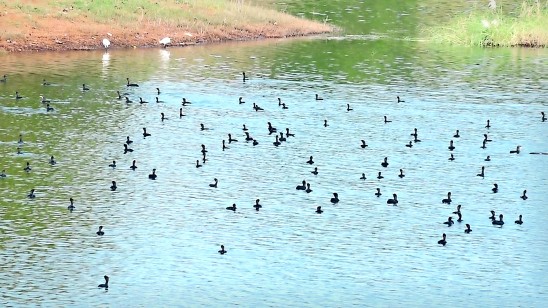 വിരുന്നെത്തി-
നീർകാക്കകൾ
