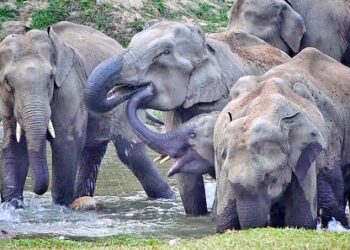 വേനലിൽ-കുളിരേകി-ആനക്കുളം-കാഴ്‌ചകൾ