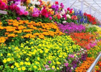 വേനലിൽ-ഊട്ടിയിലെത്തിയത്‌-7.32-ലക്ഷം-പേർ