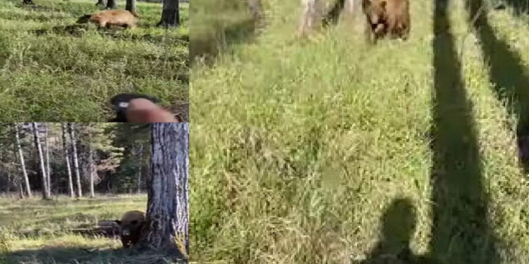 കരടിയുടെ-കൈയില്‍-നിന്ന്-തലനാഴിരയ്ക്ക്-രക്ഷപ്പെട്ട-ഫോട്ടോഗ്രാഫര്‍;-ഞെട്ടിക്കുന്ന-വീഡിയോ