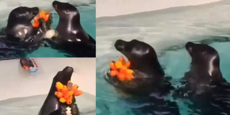 കാമുകന്റെ-കൈയില്‍-നിന്ന്-പൂച്ചെണ്ട്-കിട്ടിയ-പെണ്‍-നീര്‍നായ-ചെയ്തത്-കണ്ടോ;-വൈറലായി-വീഡിയോ