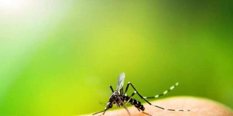 female-mosquito:-ചിക്കുന്‍ഗുനിയും-ഡെങ്കിയും-തടയാൻ-കൊതുകുകളെ-ഉല്‍പാദിപ്പിച്ച്-icmr-vcrc