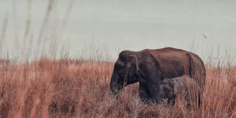കുട്ടിയാന-കുഴിയില്‍-വീണത്-കണ്ട്-ബോധം-കെട്ട്-അമ്മ-ആന;-പിന്നെ-സംഭവിച്ചത്-കണ്ടോ