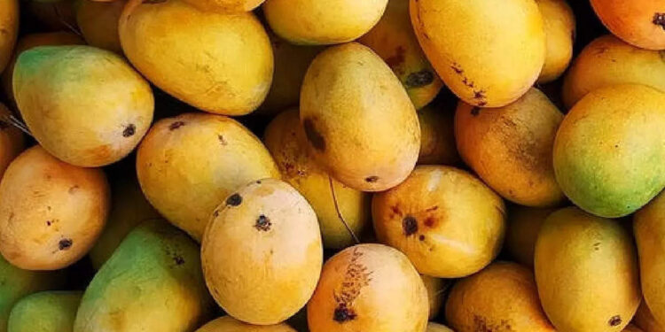 national-mango-day-2022:-ദേശീയ-മാമ്പഴ-ദിനത്തിന്റെ-ചരിത്ര-പ്രാധാന്യവും-പഴങ്ങളുടെ-രാജാവിനക്കുറിച്ചുള്ള-രസകരമായ-വസ്തുതകളും