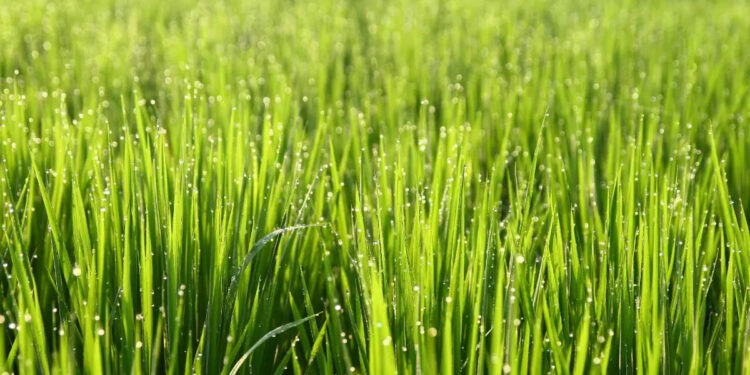 wheatgrass-benefits:-തടി-കുറയ്ക്കുവാന്‍-വീറ്റ്-ഗ്രാസ്സ്-ഉത്തമം