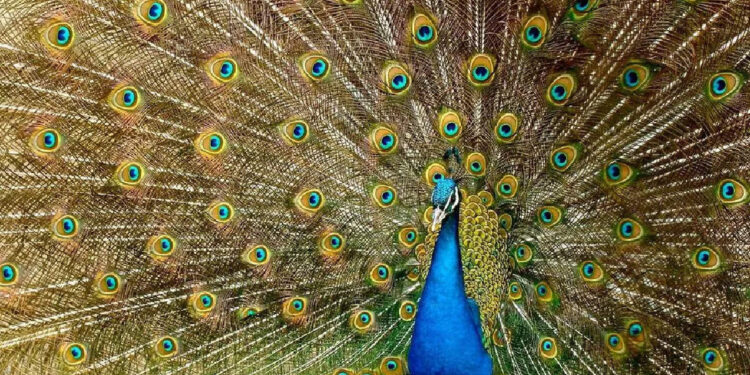 പെണ്‍-മയലിനെ-വീഴത്താന്‍-കഷ്ടപ്പെട്ട്-ആണ്‍-മയില്‍;-വീഡിയോ-കണ്ട്-പൊട്ടി-ചിരിച്ച്-സോഷ്യല്‍-മീഡിയ