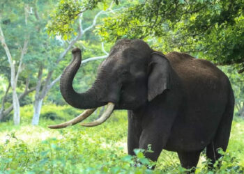 ഇവന്‍-ആളൊരു-കില്ലാടി-ആന-തന്നെ;-പ്ലാവില്‍-നിന്ന്-ചക്ക-പറിക്കുന്ന-ആനയുടെ-വീഡിയോ-കണ്ടോ?