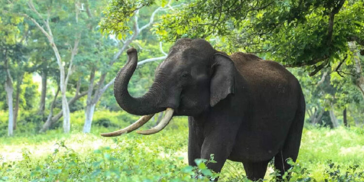 ഇവന്‍-ആളൊരു-കില്ലാടി-ആന-തന്നെ;-പ്ലാവില്‍-നിന്ന്-ചക്ക-പറിക്കുന്ന-ആനയുടെ-വീഡിയോ-കണ്ടോ?