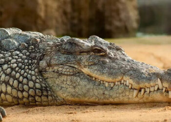 മുതലയെ-ലാളിച്ച്-ഭക്ഷണം-നല്‍കുന്ന-യുവാവ്;-വീഡിയോ-കണ്ട്-അമ്പരന്ന്-സോഷ്യല്‍-മീഡിയ