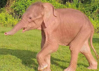 മ്യാന്‍മറില്‍-ജനിച്ചത്-അപൂര്‍വ്വയിനം-വെളുത്ത-ആനക്കുട്ടി;-ശുഭസൂചകമെന്ന്-പ്രദേശവാസികള്‍