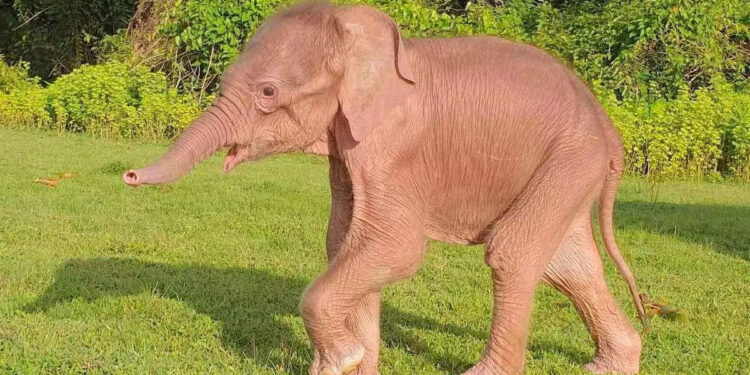 മ്യാന്‍മറില്‍-ജനിച്ചത്-അപൂര്‍വ്വയിനം-വെളുത്ത-ആനക്കുട്ടി;-ശുഭസൂചകമെന്ന്-പ്രദേശവാസികള്‍