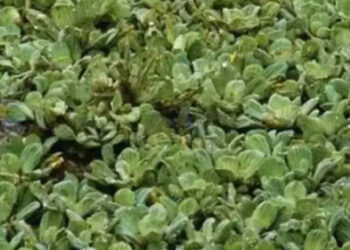 അഞ്ച്-മിനിറ്റില്‍-ഈ-ചിത്രത്തില്‍-ഒളിഞ്ഞിരിക്കുന്ന-മുതലയെ-കണ്ടെത്താമോ?