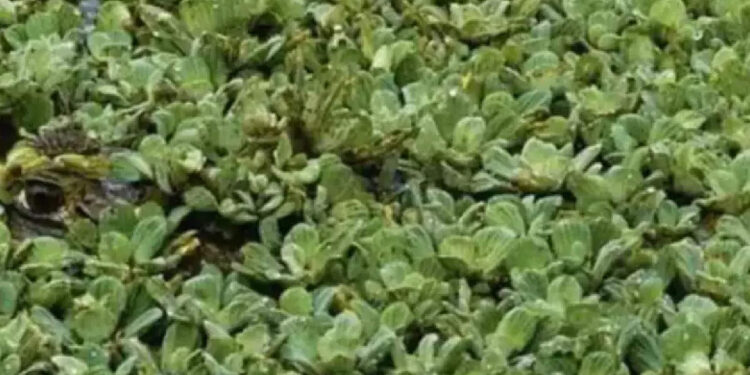 അഞ്ച്-മിനിറ്റില്‍-ഈ-ചിത്രത്തില്‍-ഒളിഞ്ഞിരിക്കുന്ന-മുതലയെ-കണ്ടെത്താമോ?