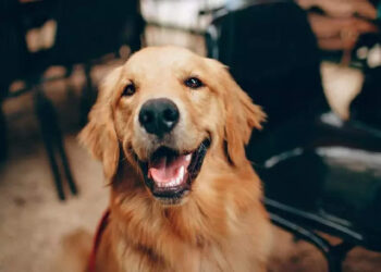 ‘എന്നാ-ഞാനൊന്ന്-കെട്ടിപിടിച്ചോട്ടെ?’,-കാറില്‍-കണ്ട-നായക്കുട്ടിയെ-ഓമനിച്ച്-തെരുവില്‍-ബലൂണ്‍-വില്‍ക്കുന്ന-ബാലന്‍;-വീഡിയോ-വൈറല്‍