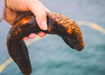 കാലുകള്‍-ഉപയോഗിച്ച്-ഭക്ഷണം-കഴിക്കുന്ന-കടല്‍-വെള്ളരി;-വൈറലായി-വീഡിയോ