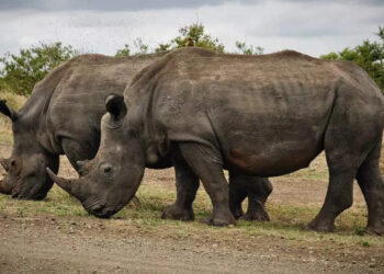 നടുറോഡിലൂടെ-സവാരിക്ക്-ഇറങ്ങിയ-അതിഥിയെ-കണ്ട്-ഞെട്ടി-നാട്ടുകാര്‍;-വൈറലായി-കാണ്ടാമൃഗത്തിന്റെ-വീഡിയോ
